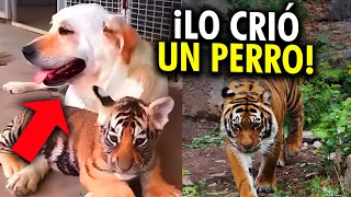 Perro Cría 3 Cachorros De Tigre y Años Después ¡Ocurre Algo INESPERADO!