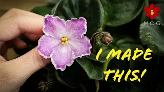 How I made my own African Violet Hybrids! Part 2: The Awesome Results!