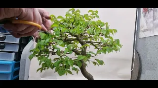 pruning an elm