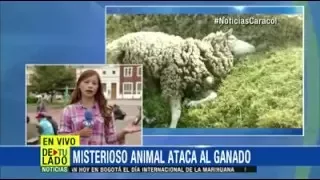 Misterioso animal que ataca ganado produce temor y desesperación en Cundinamarca