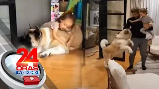 Fur baby ng Bolzico Family na si Pochola, excited na sumalubong sa kanilang pag-uwi | 24 Oras