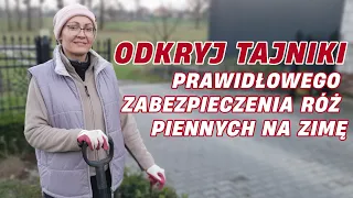 Jak prawidłowo zabezpieczyć róże pienne na zimę || Rozaria.pl