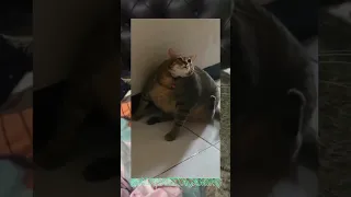 POOR THICC OBESE CAT JUST WANTS TO SCRATCH HIMSELF 😢