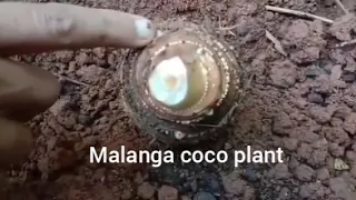 Malanga Coco Plant