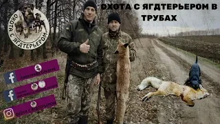 Охота с ягдтерьером в трубах. Fox Hunt with Jagdterrier