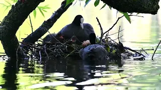 Лысуха на гнезде