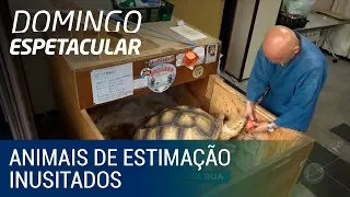 Os Japoneses têm gostos bem inusitados para animais de estimação