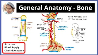 BLOOD SUPPLY OF LONG BONE | Types of Bone| Shape | Arterial Supply | Venous Drainage | Clinical Anat