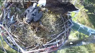 WRDC Eagle Nest Cam 13.02.2024 15:41