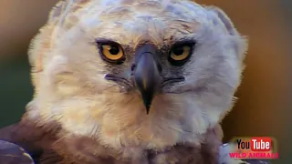 The Best Of Eagle Attacks - Most Of Wild Animal Fights! Wild Discovery Animals