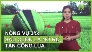 Thời tiết nông vụ 3/5: Sâu cuốn lá nở rộ, tấn công lúa | VTC16