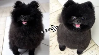 POMERANIAN GROOMING TEDDY BEAR HAIRCUT