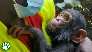 Orphaned BABY CHIMP just wants to held