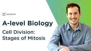 Cell Division: Stages of Mitosis | A-level Biology | OCR, AQA, Edexcel