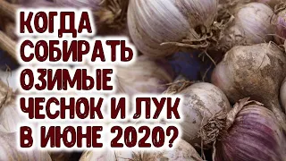 ЛУЧШИЕ ДНИ ДЛЯ СБОРА УРОЖАЯ ОЗИМЫХ ЧЕСНОКА И ЛУКА В ИЮНЕ 2020 ГОДА