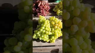 Уборка винограда 15.08.2023@Krasokhina