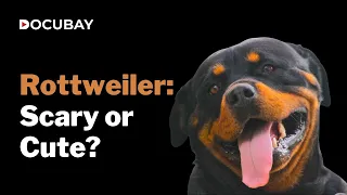 Rottweiler: Ferocious Guard Dog Or A Family Pet? | Watch BLACK BEAUTY BREED, Streaming Now!