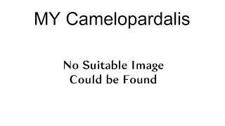 My Camelopardalis