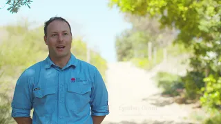 40 years of sand dune rehabilitation at Cronulla