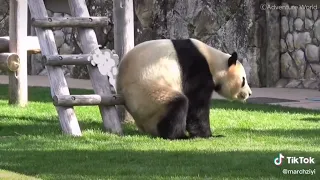 Life of Rare Panda – National Geographic And Wildlife Animal Documentary AZ Animal Part  68