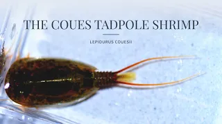 The Coues Tadpole Shrimp (Lepidurus couesii)