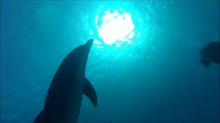 Dolphin Scuba Dive Shaab El Erg - Egypt