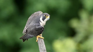 Peregrine Falcon calling - NJ