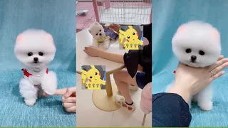 Funny and Cute Pomeranian Videos 🐶😍 Cutest Animals | Cutest Puppies #4