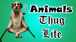 Animals Thug Life| Funny Animals| Wasted| Busted| Dogs| Cats| Comedy Videos| Funny Videos|2020