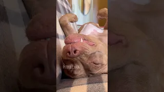 Джина потеряла слух? 🤨 #shorts #питбульджина #funnypitbull #funnydogs #dogtrend