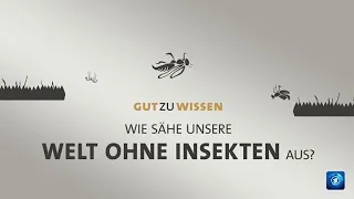 #gutzuwissen: Eine Welt ohne Insekten?