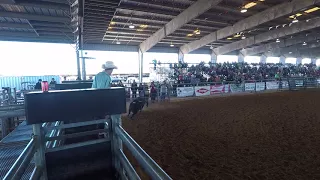 B-K Ranch Fighting Bulls ~ Galveston County Fair