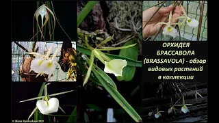 ОРХИДЕЯ БРАССАВОЛА (BRASSAVOLA)  -  обзор видовых растений в коллекции