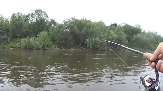 Мастерский заброс под куст! УДАР! Еееесть! 100% точка голавля под нависающим кустом