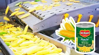 How Canned Corn Is Made  Modern Corn Harvesting Technology