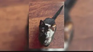 Kitten dumped out of truck window in middle of street