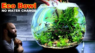 ECO BOWL AQUARIUM: NO WATER CHANGE Aquascape Tutorial