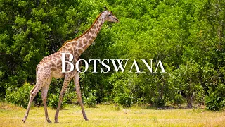 🐒 BOTSWANA'S ANIMALS by DRONE - THE WILDLIFE HAVEN (4K TRAVEL VIDEO)(4K Ultra HD)