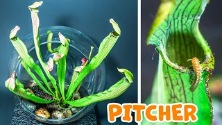 PITCHER Plant Growing Time Lapse (200 Days)