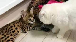 SERVAL MEETS TO CATS