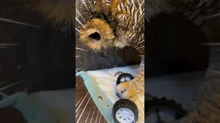 Good Job Bibib 👍 #funnyvideo #animals #funny #owl #pets #cute #cuteanimals #funnyanimals