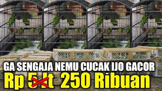 SUDAH GA JAMAN JUAL CUCAK IJO GACORAN SAMPE JUTAAN ! BELI INI AJA CUMA 250 RIBU SUDAH GACOR & JINAK