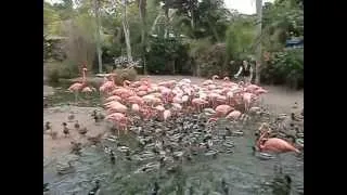 San Diego Zoo flamingo feeding