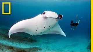 Andrea Marshall: Queen of the Manta Rays | Nat Geo Live