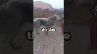 This cannot be real (BIG DOG)