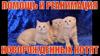 Шотландские кошки/Помощь при тяжелых родах /Реанимация