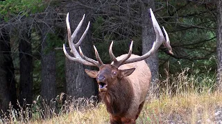 Largest Elk Bull herding His Harem During the Rut