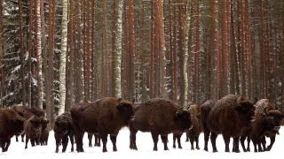 Вся правда о Беловежской Пуще!