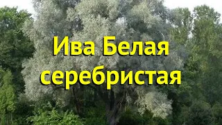 Ива белая Белая серебристая. Краткий обзор, описание salix alba var. argentea серебристая