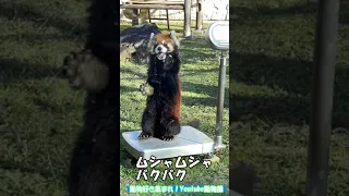 直立して餌をバクバクたべるレッサーパンダがカワイイ red panda zoo　#Shorts #レッサーパンダ #直立